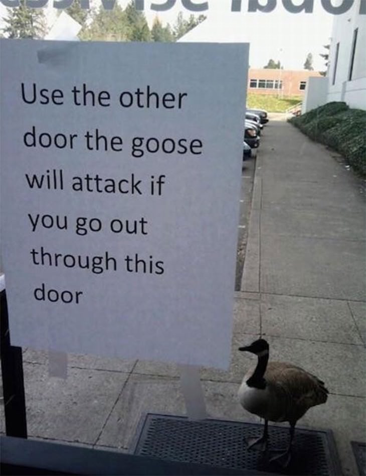 mean birds angry goose