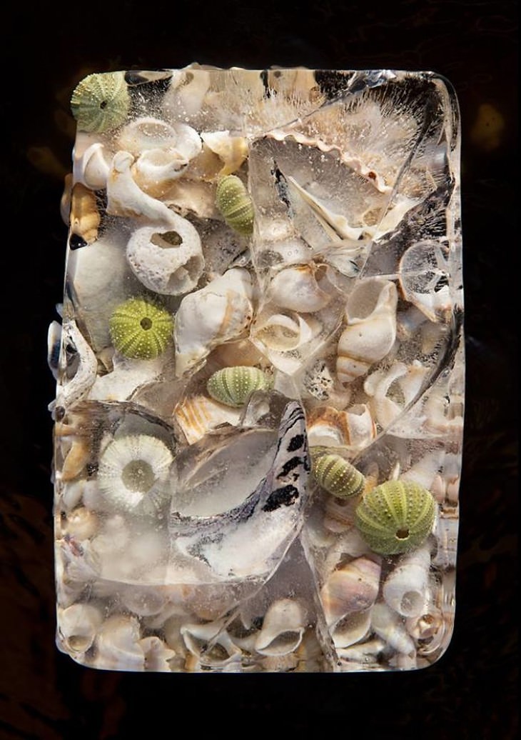 frozen flower photography seashells Tharien Smith and Bruce Boyd