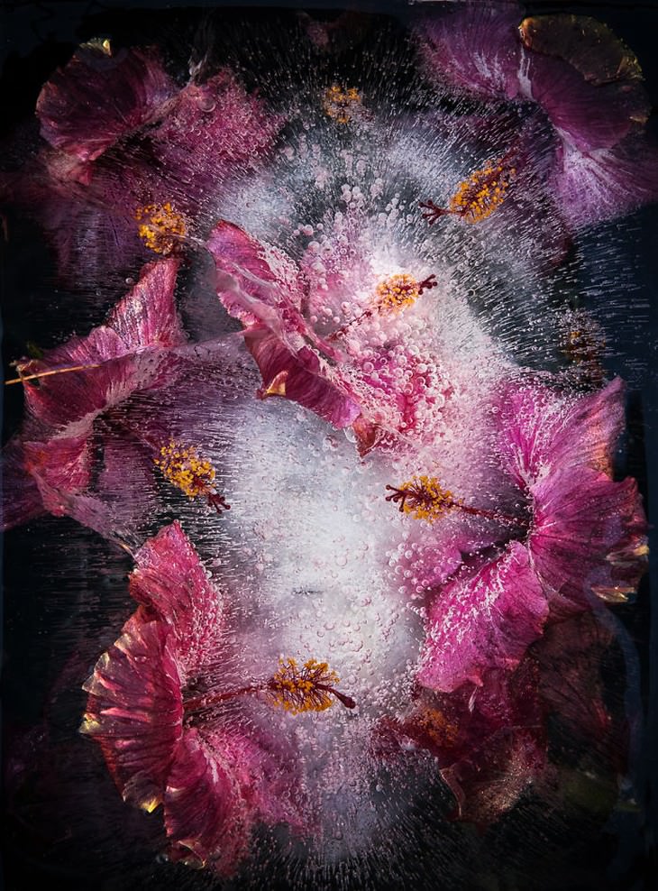 frozen flower photography purple hibiscus Tharien Smith and Bruce Boyd