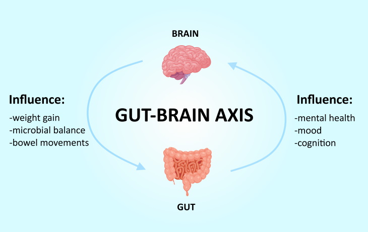 brain body connection  gut brain axis