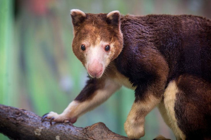 Marsupials: tree kangaroo