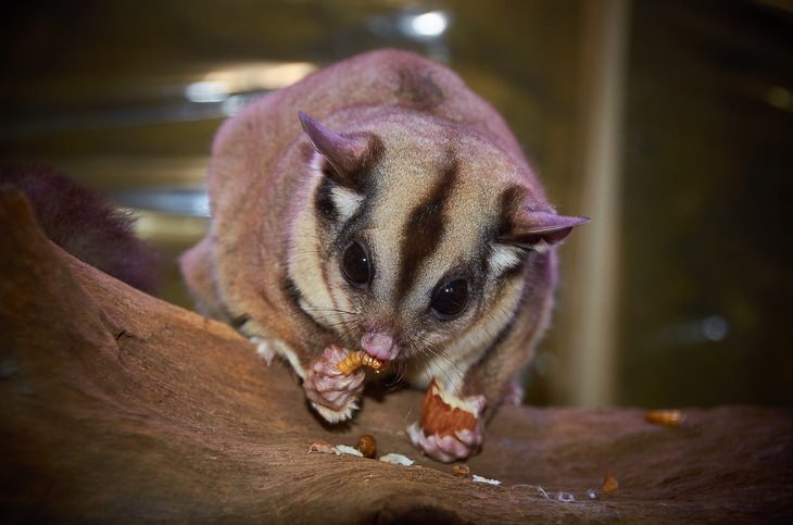 Marsupiais: sugar glider