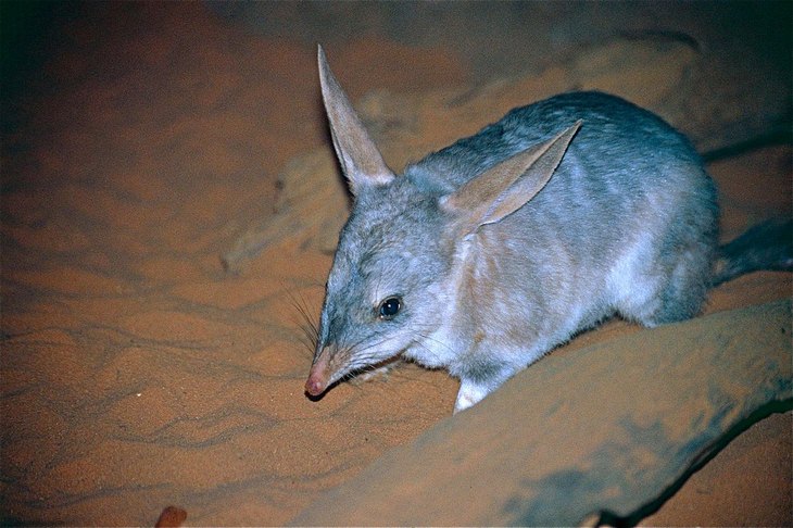 Marsupials: bandicoot