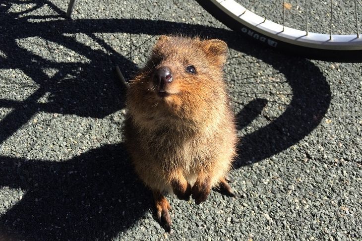 Marsupials: quokka