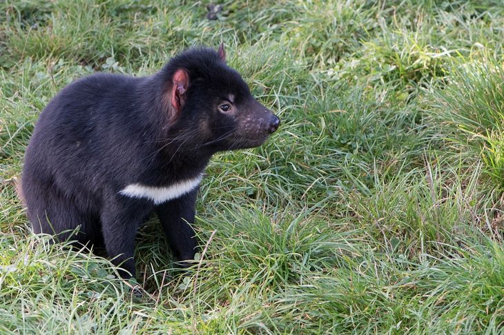 Marsupiais: Diabo da Tasmânia