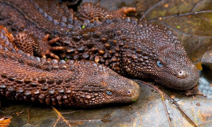 cool and weird nature photo collection Borneo earless monitor