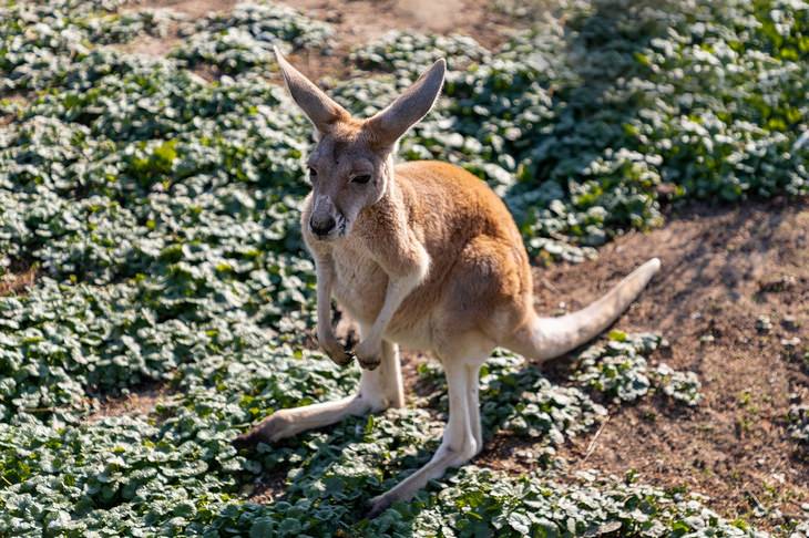 Marsupials: kangaroo