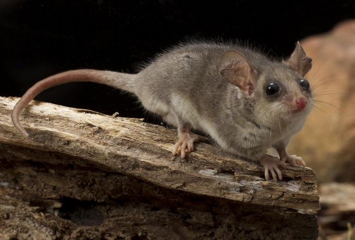 Marsupials: pygmy possum