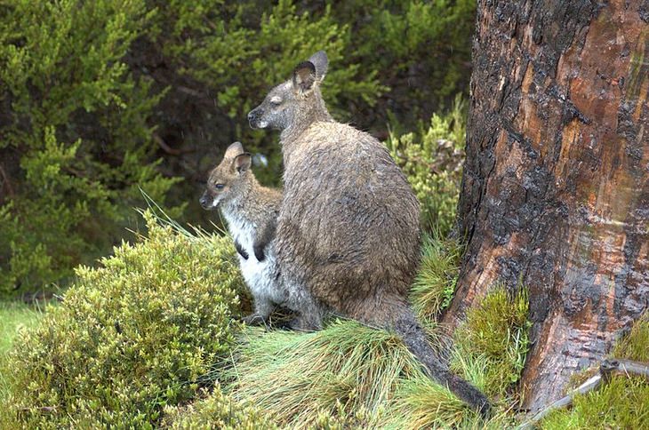 Marsupials: wallaby