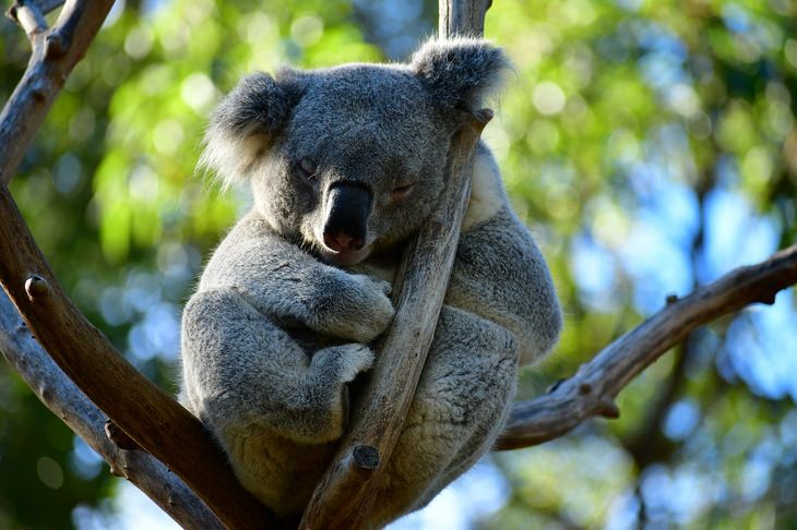 Marsupials: koala