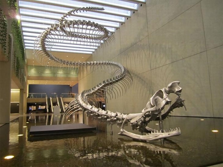 cool and weird nature photo collection Titanoboa
