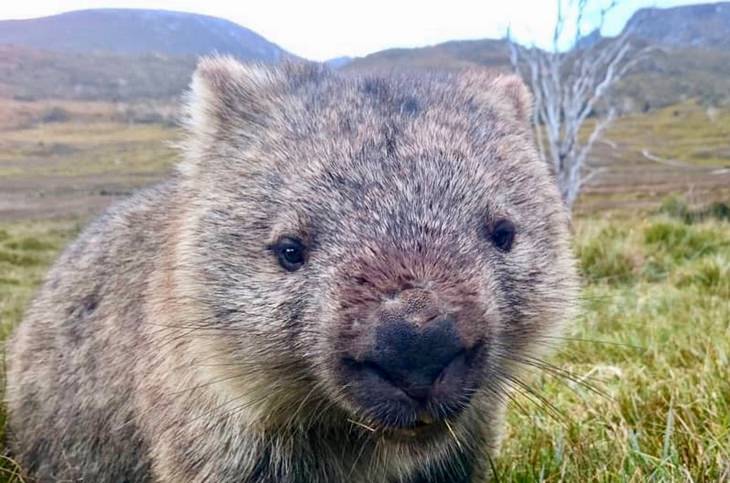 Marsupials: wombat