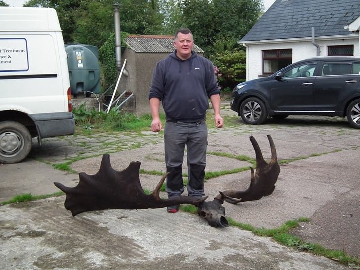 cool and weird nature photo collection Irish elk extinct skull