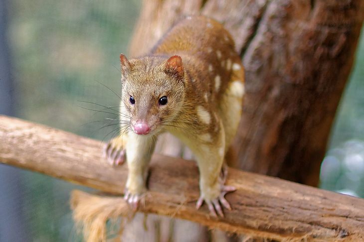 Marsupiais:: quoll