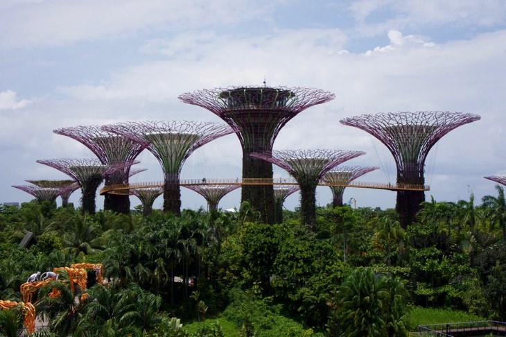 Beautiful gardens: Singapore Botanic Garden trees