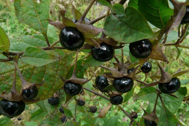 Poisonous plants: belladonna nightshade