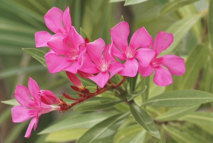 Poisonous plants: nerium oleander