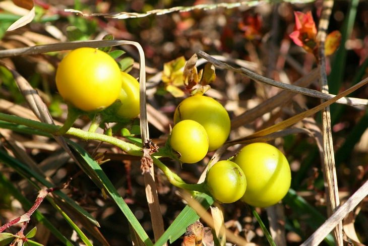 Poisonous plants: horsenettle tomato