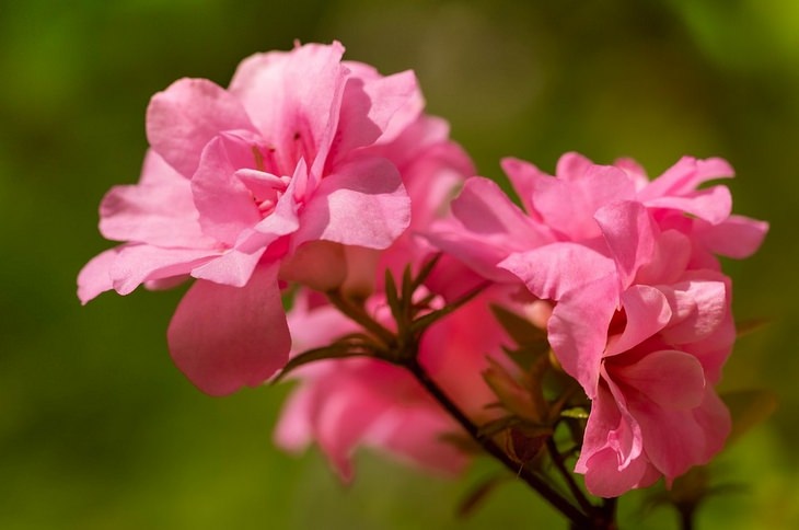 Poisonous plants: rhododendron azalea