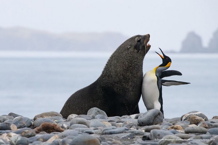 Comedy animals: penguin seal fight