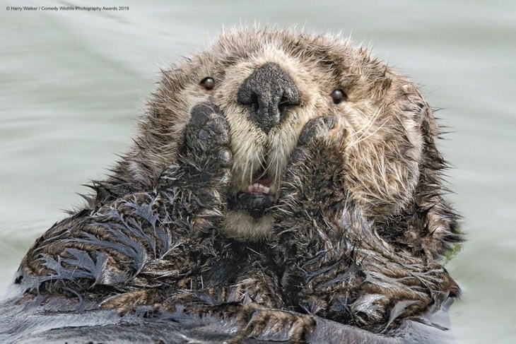 Comedy animals: surprised otter
