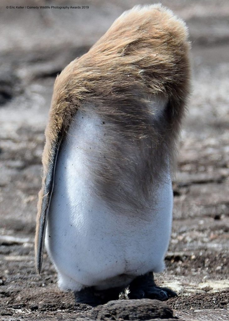 Comedy animals: penguin hair