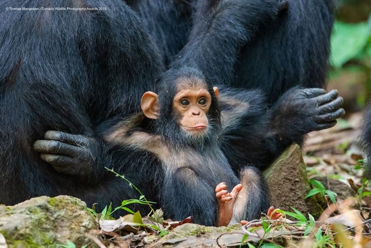 Comedy animals: carefree chimp