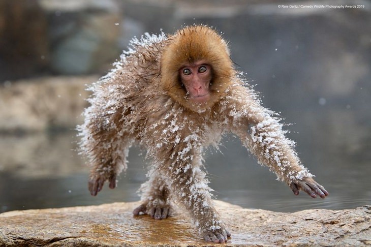 Comedy animals: monkey in snow