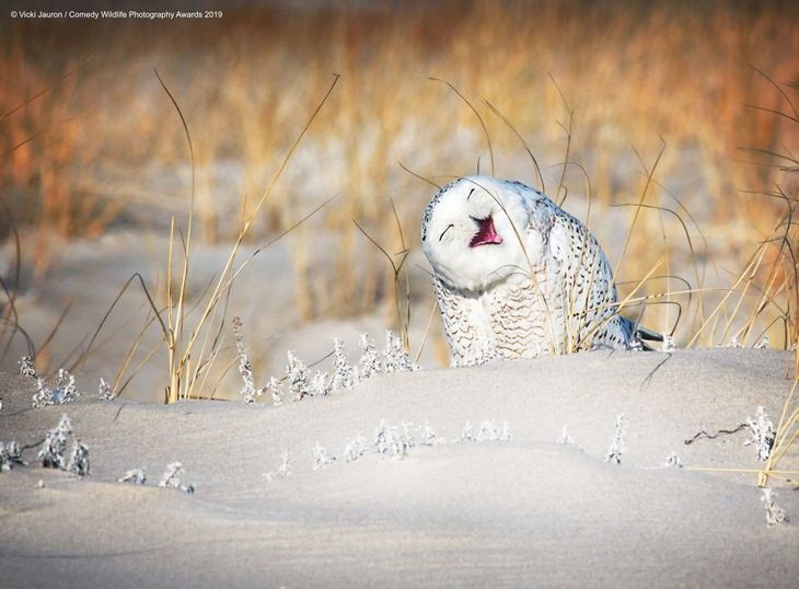 Comedy animals: laughing snowy owl