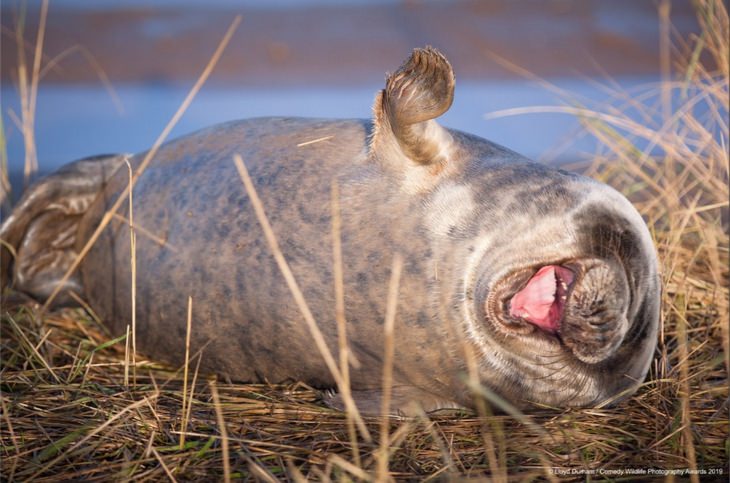 Comedy animals: laughing seal