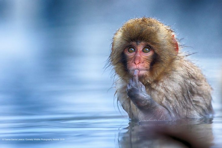 Comedy animals: monkey deep in thought