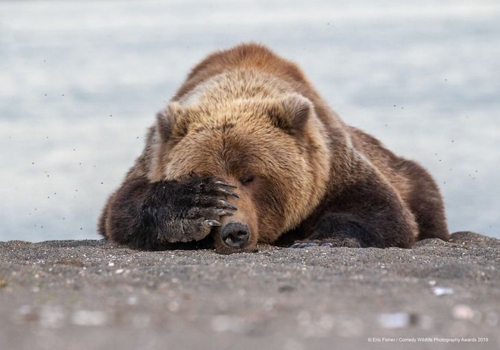 Comedy animals: tired bear