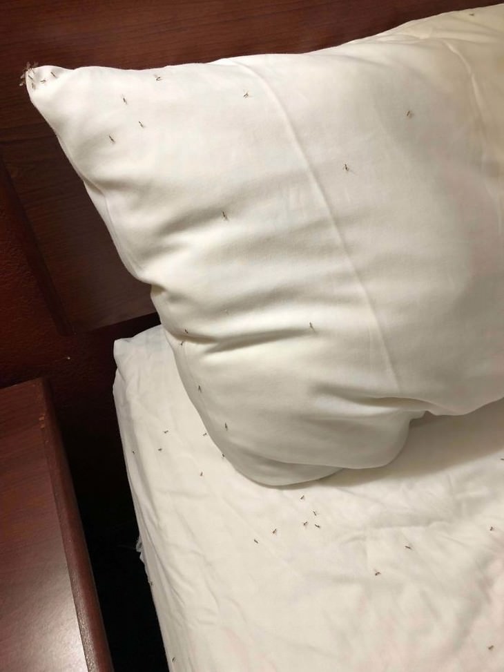 terrible hotel rooms insects on bed