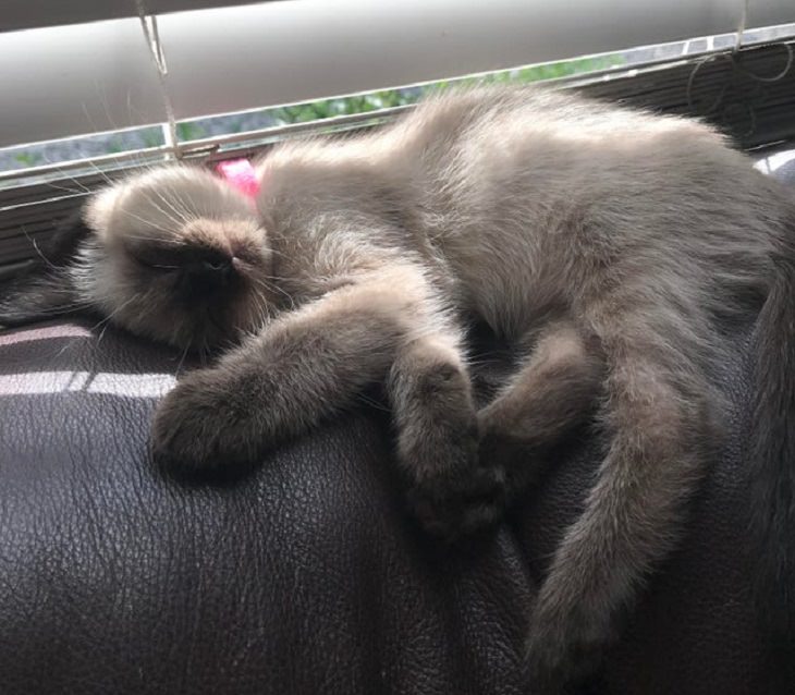 Adorable kitten pictures: sleeping in sunlight