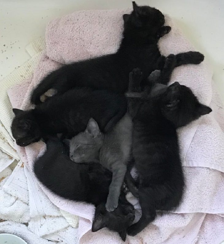 Adorable kitten pictures: pile of sleeping kittens