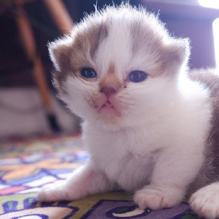 Adorable kitten pictures: tiny