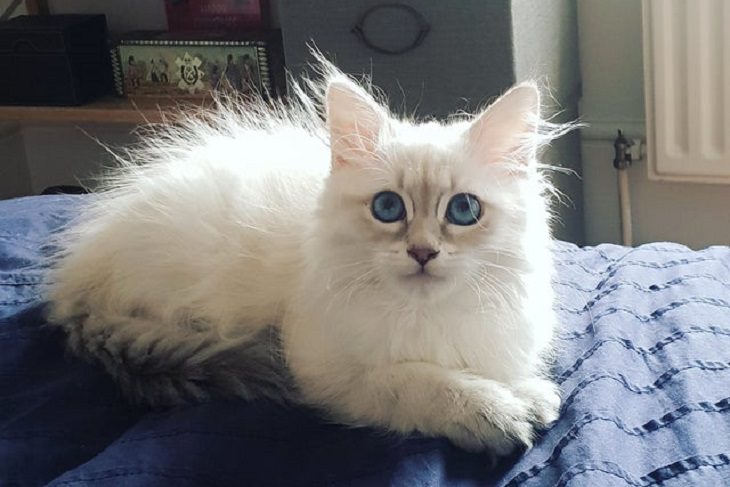 Adorable kitten pictures: blue eyes fluffy