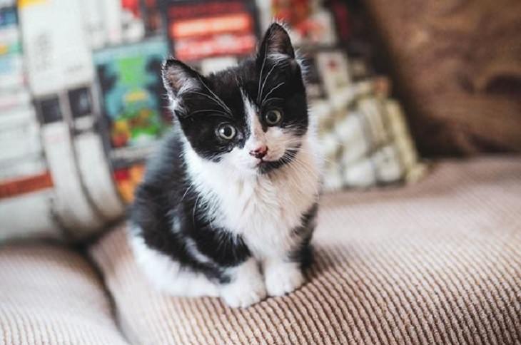 Adorable kitten pictures: black and white