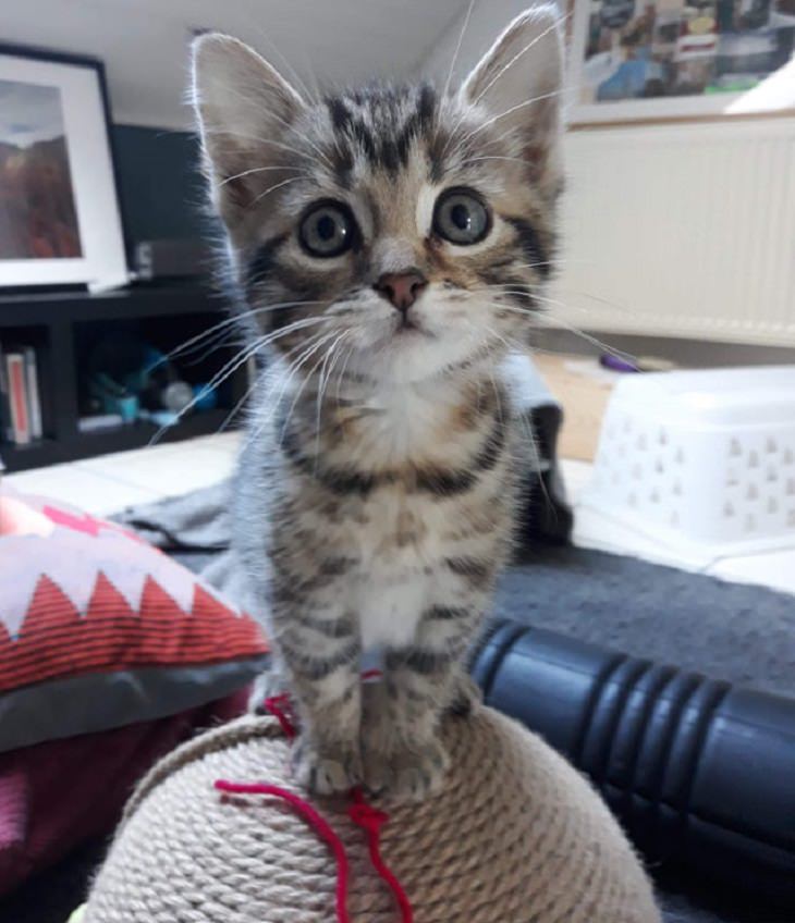 Adorable kitten pictures: standing