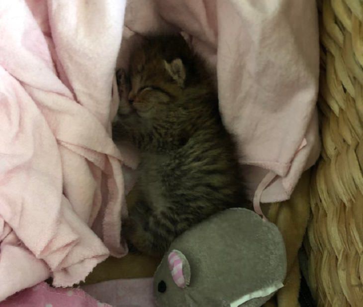Adorable kitten pictures: asleep in blanket