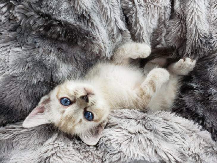 Adorable kitten pictures: beautiful blue eyes