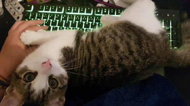Adorable kitten pictures: keyboard