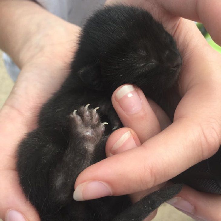 Adorable kitten pictures: tiny black kitten inside palm