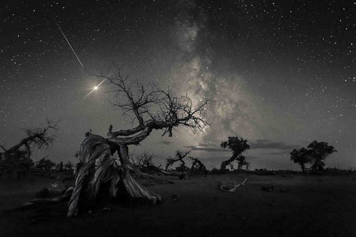 Astronomy pictures: gnarled trees comet