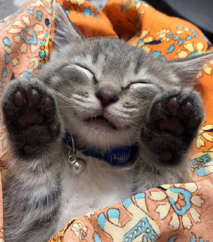 Adorable kitten pictures: asleep with paws up