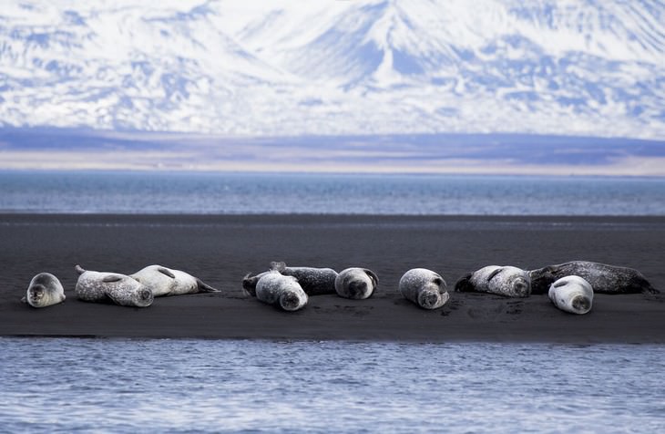 Iceland photography Signe Fotar seals near Hvitserkur