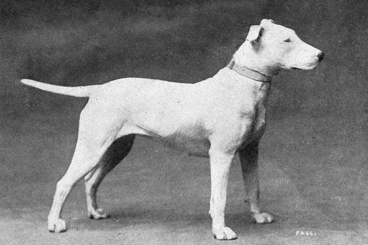 Purebred dogs: bull terrier