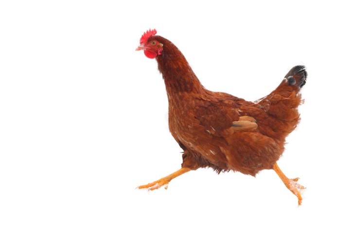 joke: chicken running