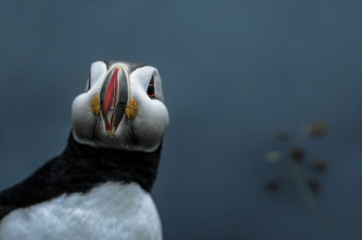 Iceland photography Signe Fotar puffin