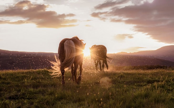 Iceland photography Signe Fotar Icelandic horses